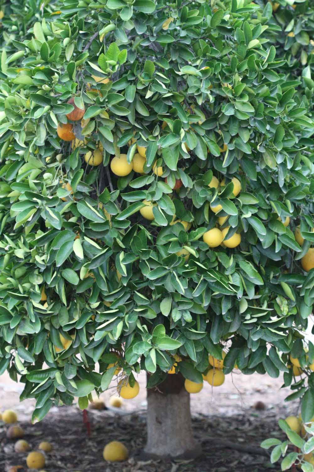            Habit (Riverside, CA)   